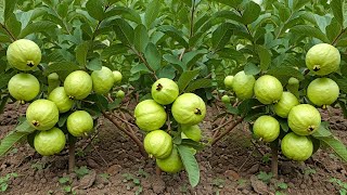 🌿Grow Guava Tree FAST with These Pro Tips Best Ideas for Growing Guava Tree guava live [upl. by Crin]