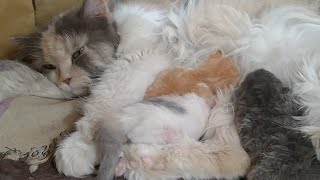 Mother Cat Feeding Milk To Her Kittens Along With Newborn Orphan Kitten [upl. by Schreib]