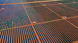 Andrew Bolt highlights LPA’s query on farmers raising animals near renewables [upl. by Espy198]