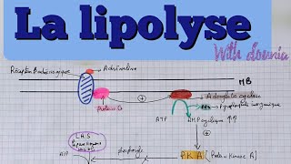 la lipolyse quot schéma explicatif quotشرح بالعربي [upl. by Aiem864]