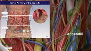 appendix anatomy full explanation part 1 viralvideo medical [upl. by Akihdar593]