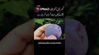 How to Grow Plum In Containers DIY Gardening in Home  short [upl. by Tinaret]