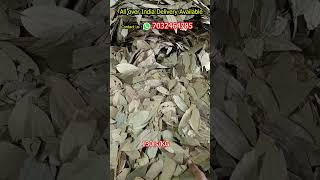 Bay LeafBiryani Leaf 130rs per Kg Tej Patta Fresh quality Bay leaf Wholesale market india bayleaf [upl. by Attikin]