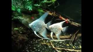 Platinum Pearlscale Angelfish pair 2 [upl. by Mateo699]