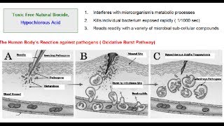 Hypochlorous Acid  S15 Competitive Phagocytosis Assay in Collagen ogg [upl. by Memory]