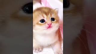 Mau Mau Billi 2 new comedy funny viral billi cat reels shorts tranding children [upl. by Kizzee834]