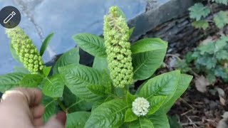 pokeweed plant [upl. by Schurman872]