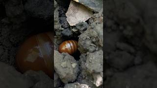 millipede animals insects shorts shortfeed youtube [upl. by Enaitsirhc958]