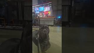 canecorso corso dog americanbully shortvideos trending fyp foryou foryoupage brewery bars [upl. by Akessej165]