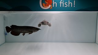 Rarest Black Arowana amp Fly River Turtle at Oh Fish Aquarium Shop [upl. by Alidis566]