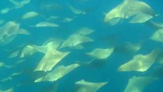 Amazing Stingray Migration [upl. by Xer2]