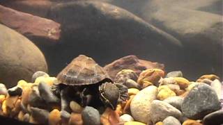 Blackworms For A Musk Turtle [upl. by Anaujait11]