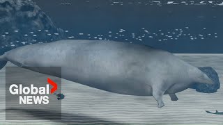 Ancient whale discovered in Peru is most massive animal in Earths history scientists say [upl. by Ariait443]