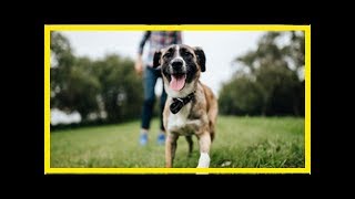 Hundesportarten im Überblick Welcher Hundesport ist der richtige [upl. by Tuttle]