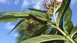 Tropical milkweed and Monarch butterflies [upl. by Yeffej102]