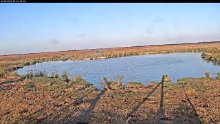 Attwater Prairie Chicken NWR Live Stream [upl. by Randell]