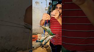 tiger prawns fishing shorts fishcutting video [upl. by Kindig]