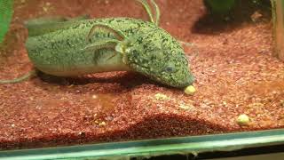 Protopterus amphibius gilled lungfish pllet feeding [upl. by Jenesia]