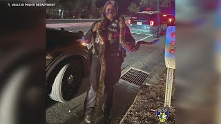 10foot python found in car after police chase in Bay Area [upl. by Annoved]