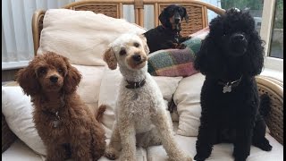 Our Miniature Poodle video clip reel  Featuring Felix Mabel and Blossom [upl. by Bertero]