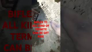 Get ride all kind of termite in BIFLEX TC FOR BEST RESULTS [upl. by Jackelyn627]