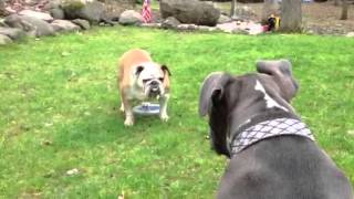 Pitbull vs Bulldog [upl. by Eanyl]