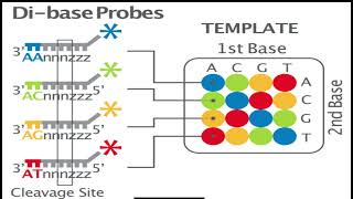 Sequencing by oligonucleotides ligation and detection SOLiD Accurate DNA Sequencing Method [upl. by Fahy]