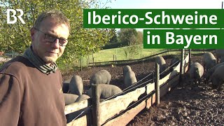 Fränkischer IbericoSchinken aus artgerechter Tierhaltung  Iberico Schweine  Unser Land  BR [upl. by Schreibe]