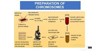 karyotypingamp chromosomal anomalies [upl. by Dalton]