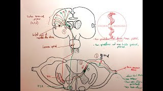 Neuroanatomie  Fasciculele Spinotalamice [upl. by Merfe]