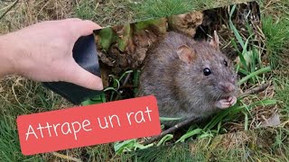 Piéger des Rats  🐀 Sans les tuer  Élaboration et fabrication dun piège très efficace [upl. by Eus]