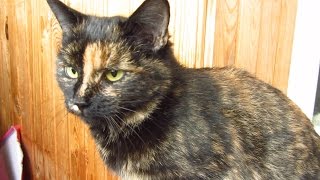 Caring for tortie cat after spayed [upl. by Olva778]