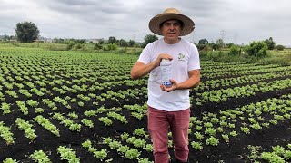 DEFENSIFO AGRICOLA PARA HORTA quotSCOREquot Previne uma PAR de coisas Fungicida preventivo [upl. by Bill494]