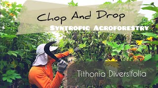 Chop and Drop Mexican Sunflower to Build Soil in our Experimental Syntropic Agroforestry [upl. by Sill]