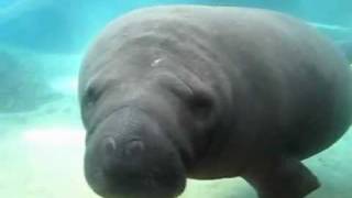 Manatee Face Smoosh Original [upl. by Edyth]