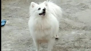 Indian Spitz dog barking loudly dog barking Indian Spitz dog loudly barking [upl. by Hertzfeld]