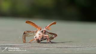 Wildlife with Panasonic GH6 test Cockchafer beetle take off filmed in slow motion at 300FPS [upl. by Rolfe420]