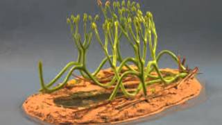 Arbuscular Mycorrhizal Fungi [upl. by Einnep407]