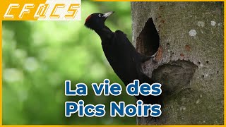 Pic Noir  Les oiseaux de la forêt de Rennes [upl. by Gaiser]