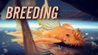 Longfin Super Red Bristlenose Pleco Breeding [upl. by Sliwa]