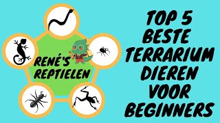 De 5 BESTE terrariumdieren voor BEGINNERS [upl. by Bailie]