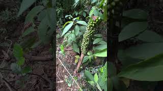 Amorphophallus scaber the native range of this species is Vietnam blossom2grow plants garden [upl. by Cora]