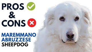 MaremmanoAbruzzese Sheepdog Pros and Cons  Maremma Sheepdog Advantages and Disadvantages [upl. by Sufur]