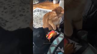 Cat vs dog so happy and funny 🤣🤣 shortsvideo funnypets shortsvideo funnyanimal animals [upl. by Dion]