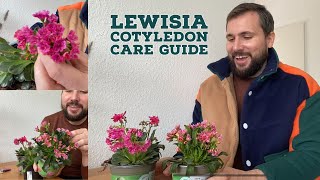 Lewisia Cotyledon Care Guide [upl. by Neelrac]