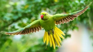 Talking parrot eating food  Ismil the Cutiepieangelthevlogerr talkingparrot parrot birds viral [upl. by Htebasil]