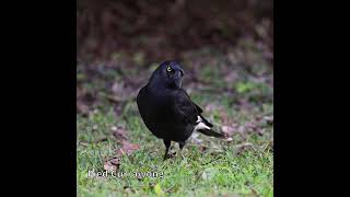 Pied Currawong australianbirds australiannativebirds [upl. by Svend]