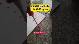 RBPT test  Diagnosis of Brucellosis in Cattle shorts youtubeshorts viralvideo trending cow [upl. by Barlow221]