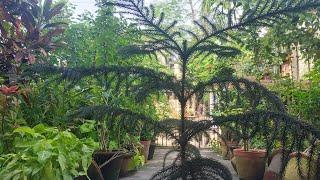 HOW TO CURE PLANT FOR THISMY NORFOLK PINE IN TROUBLE HOW TO CURE GUMMOSISগ্যামোসিস রোগের নিরাময় [upl. by Blinnie]