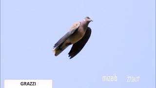 Turtle Doves Over the Maltese Islands Spring 2017 [upl. by Camilo]